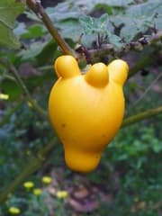 Nipplefruit