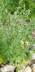Wormwood