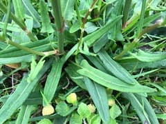 Sorrel