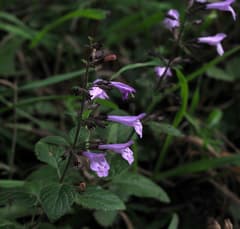 Calamint