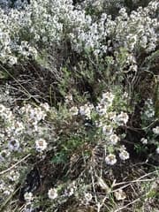 Thyme