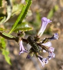 Yerba Santa