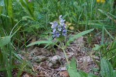 Self-Heal