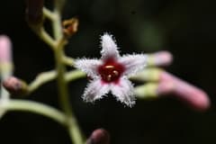 Cinchona