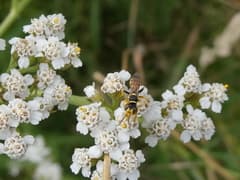 Yarrow