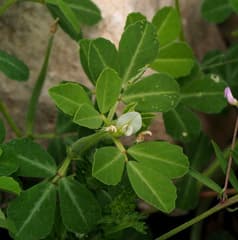 Fenugreek