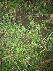 Gotu Kola