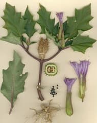 Jimsonweed