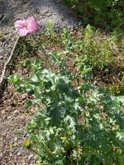 Opium poppy