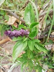 Basil