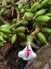 Cardamom