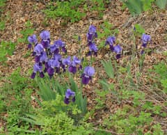 Orris Root