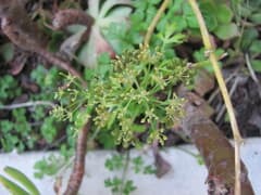 Parsley