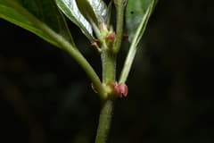 Cinchona