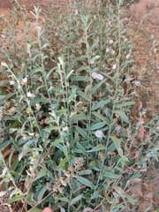 Prostrate Bindweed