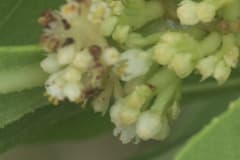 Hazel Dodder
