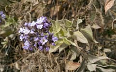 Heliotrope