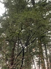 Pacific yew
