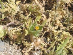 Blessed Thistle