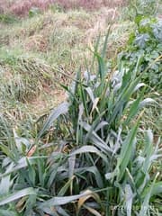 Oat Straw