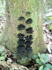 Spiny Nightshade