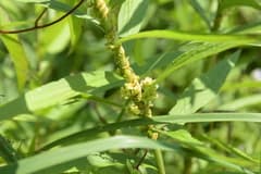 Hazel Dodder