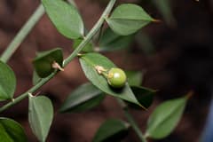 Butcher's Broom