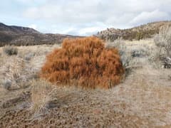 Ephedra