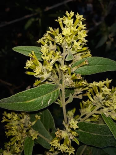 Tomentose Cestrum
