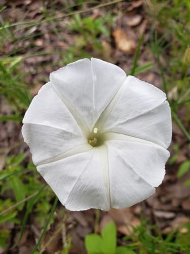 Trumpet morning-glory