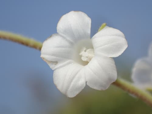 Two-flowered Aniseia