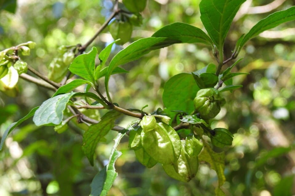Tzeltalia esenbeckii