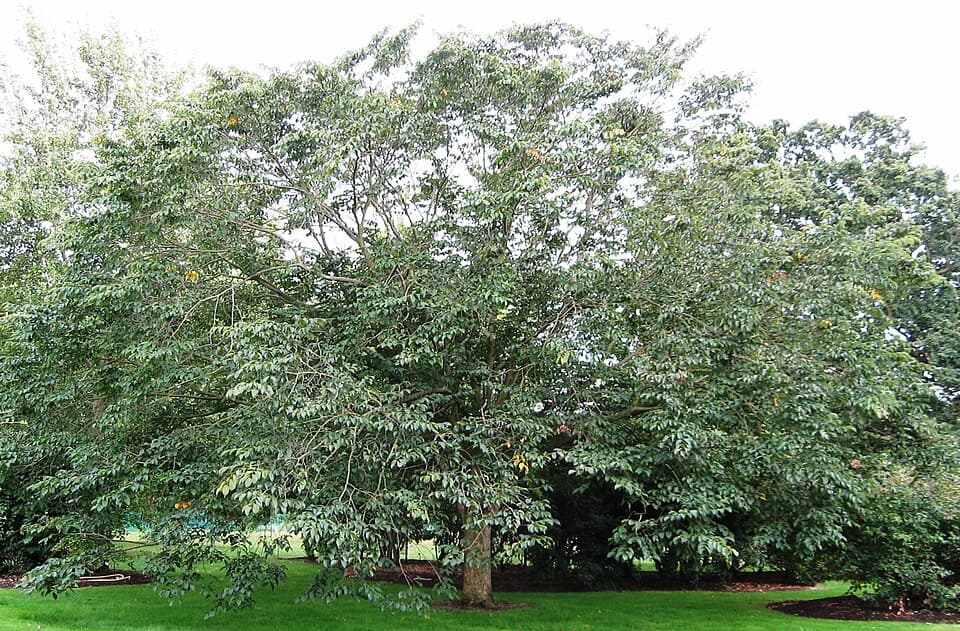 Ulmus bergmanniana
