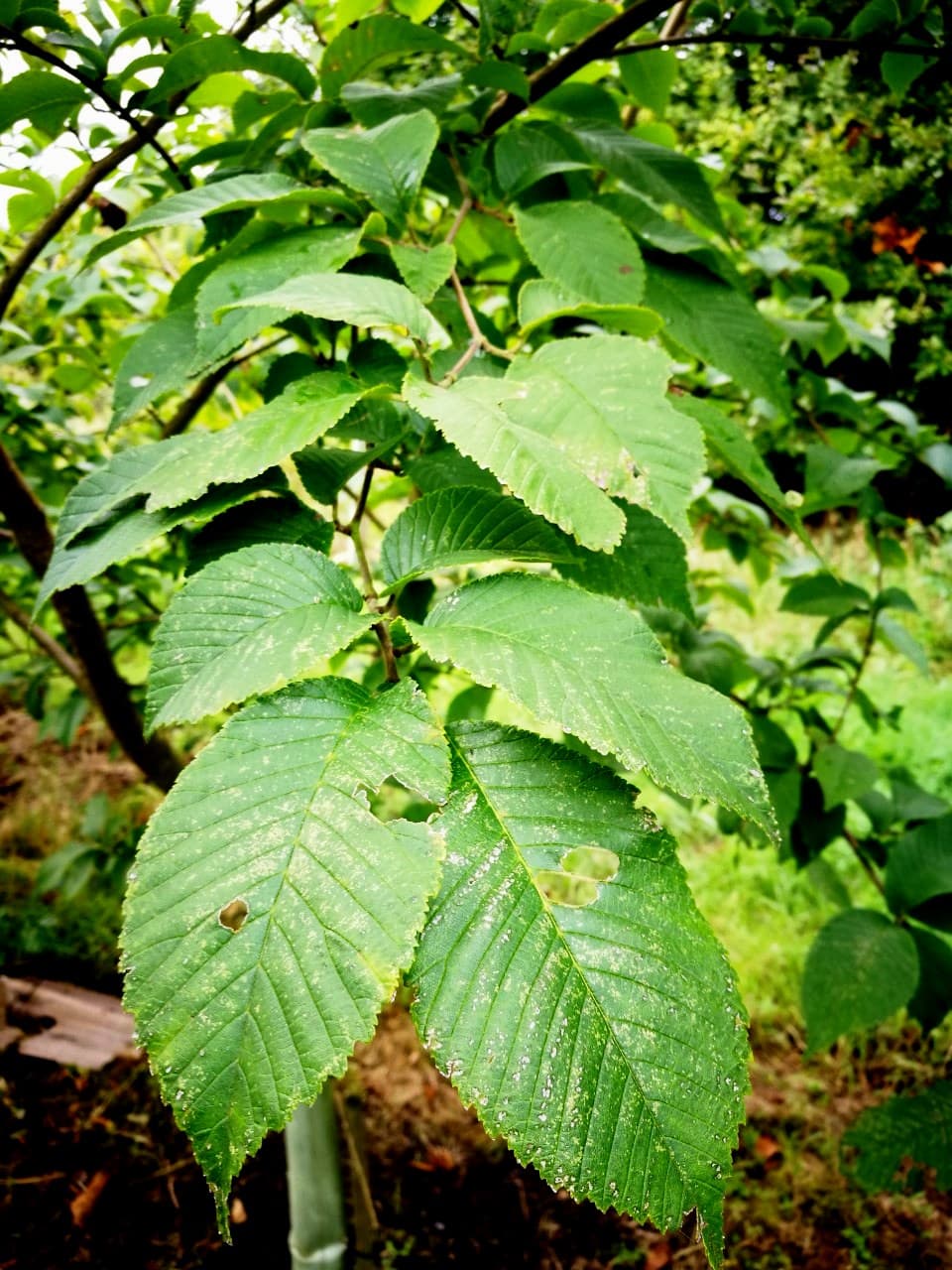 Ulmus prunifolia