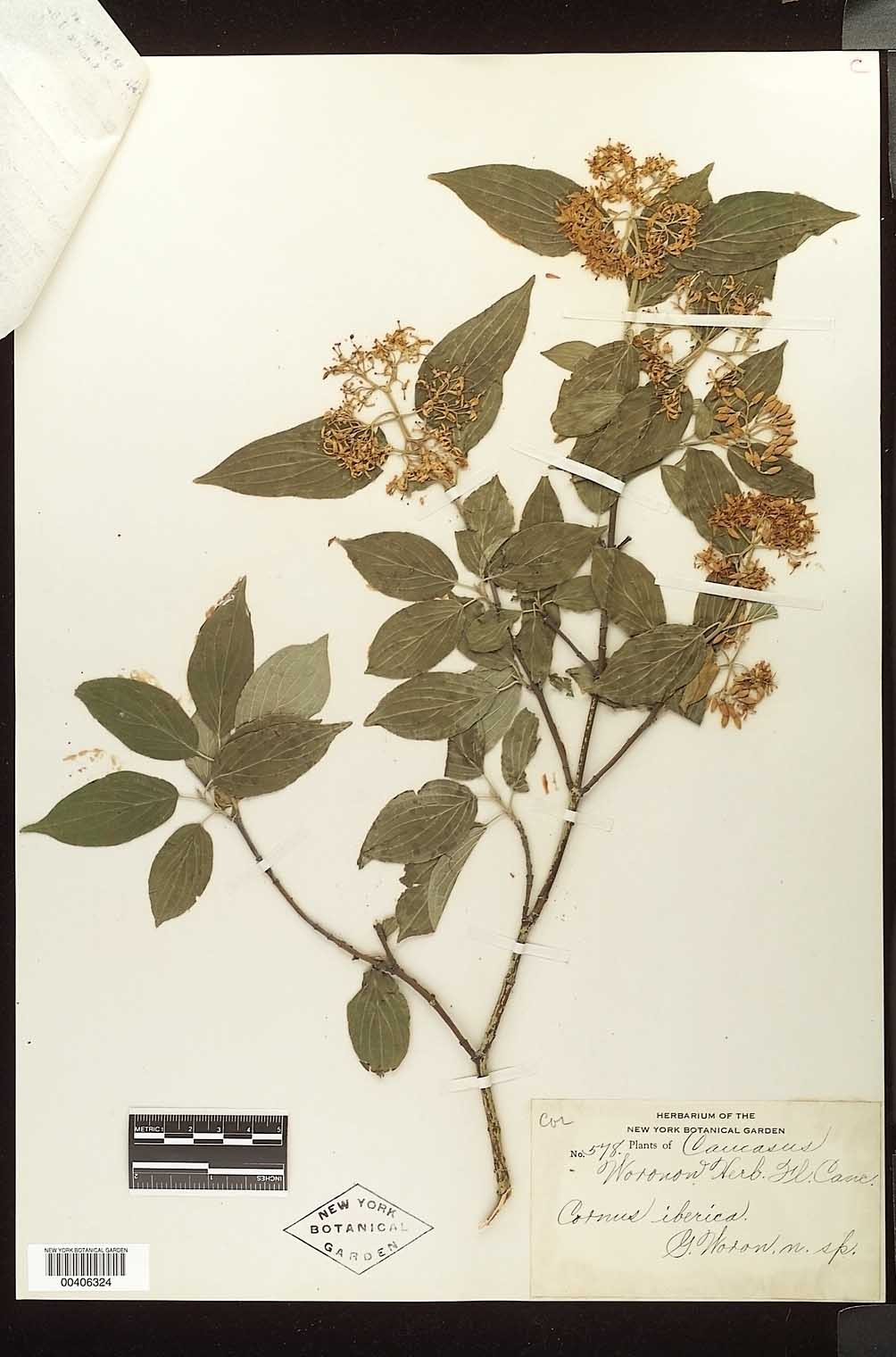 Caucasian Dogwood