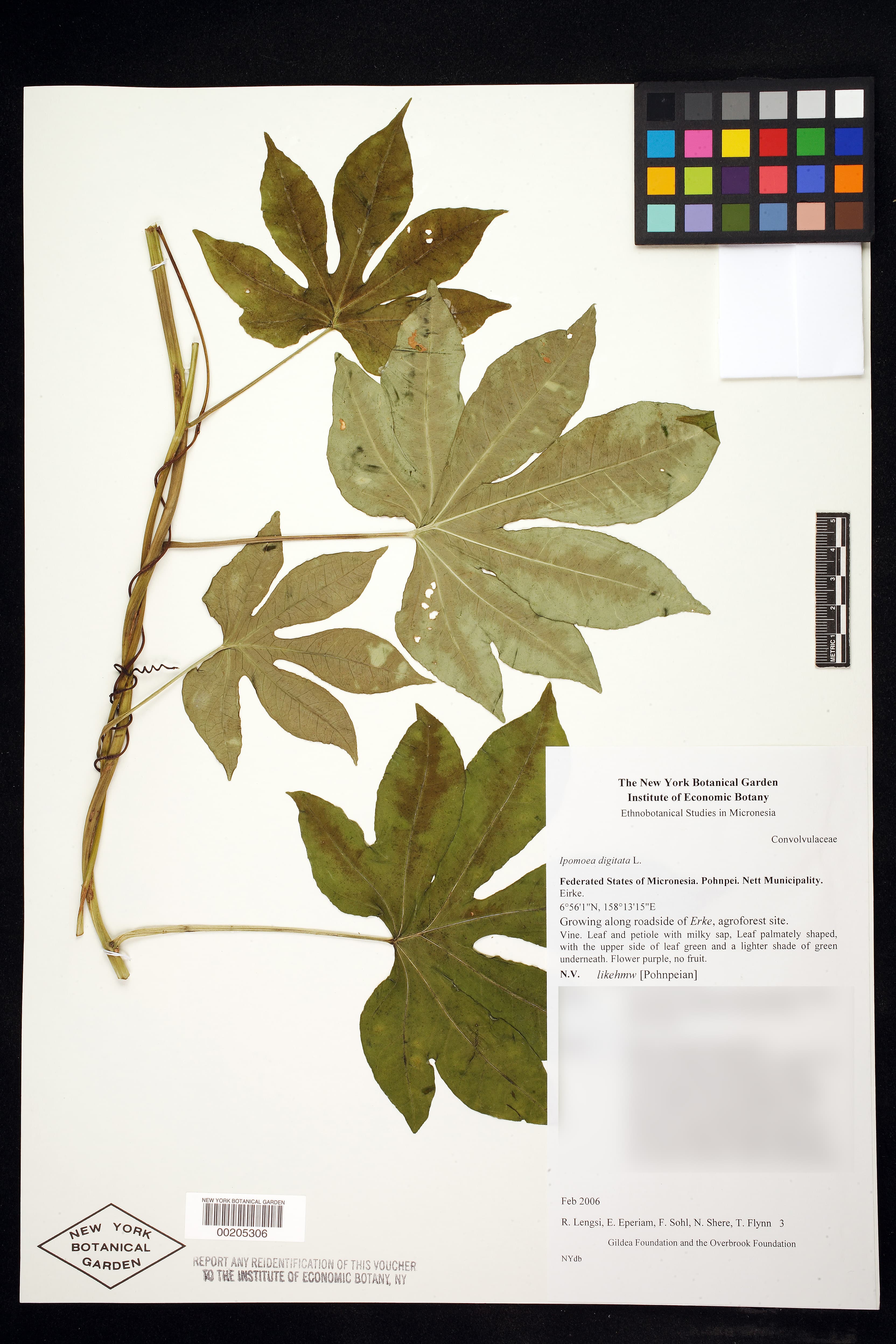 Ipomoea digitata