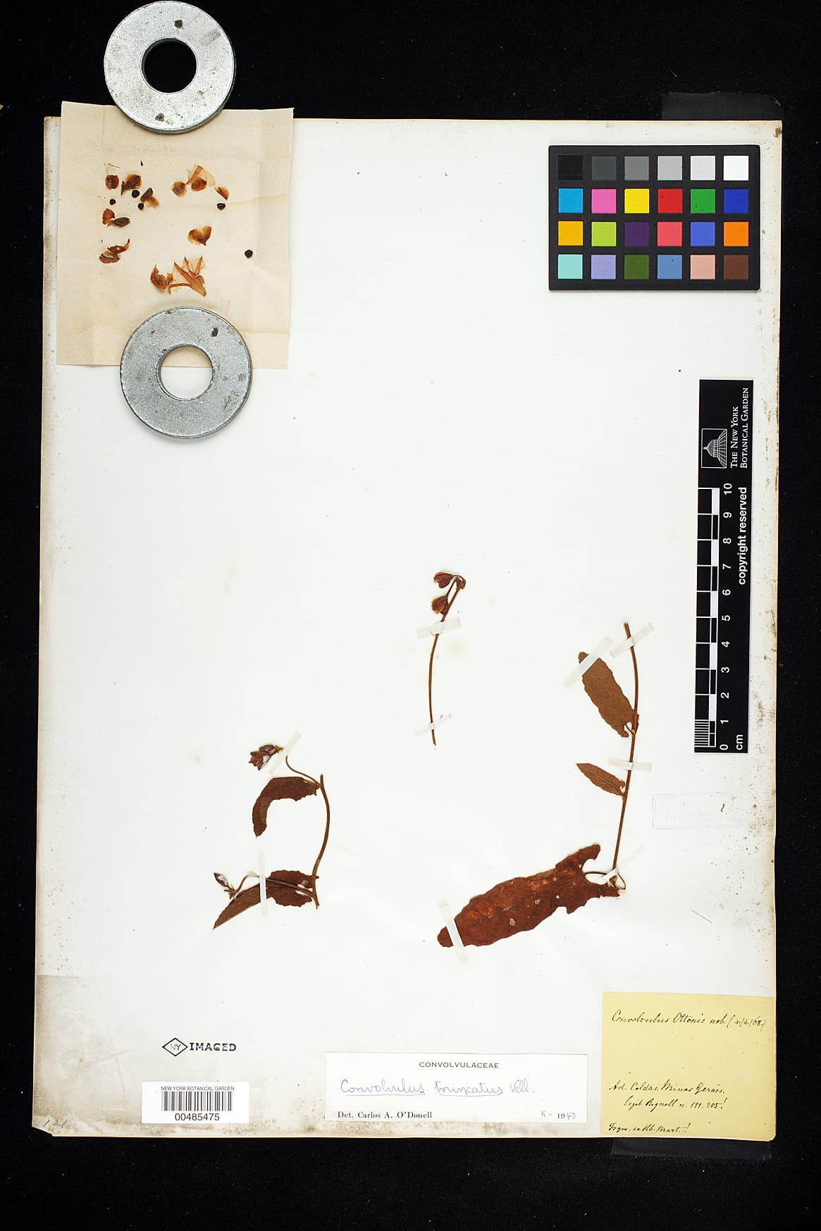 Convolvulus truncatus