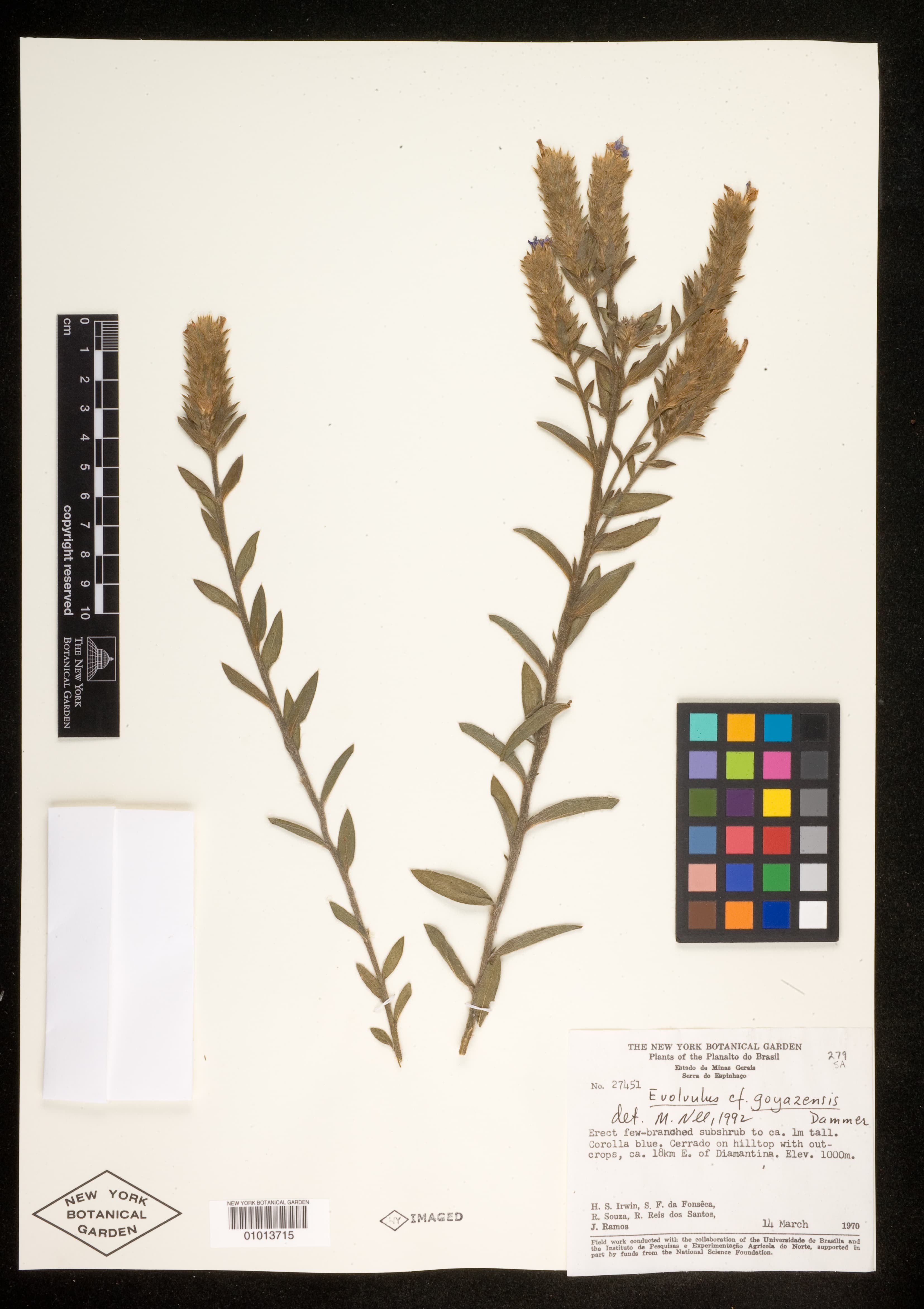 Evolvulus goyazensis