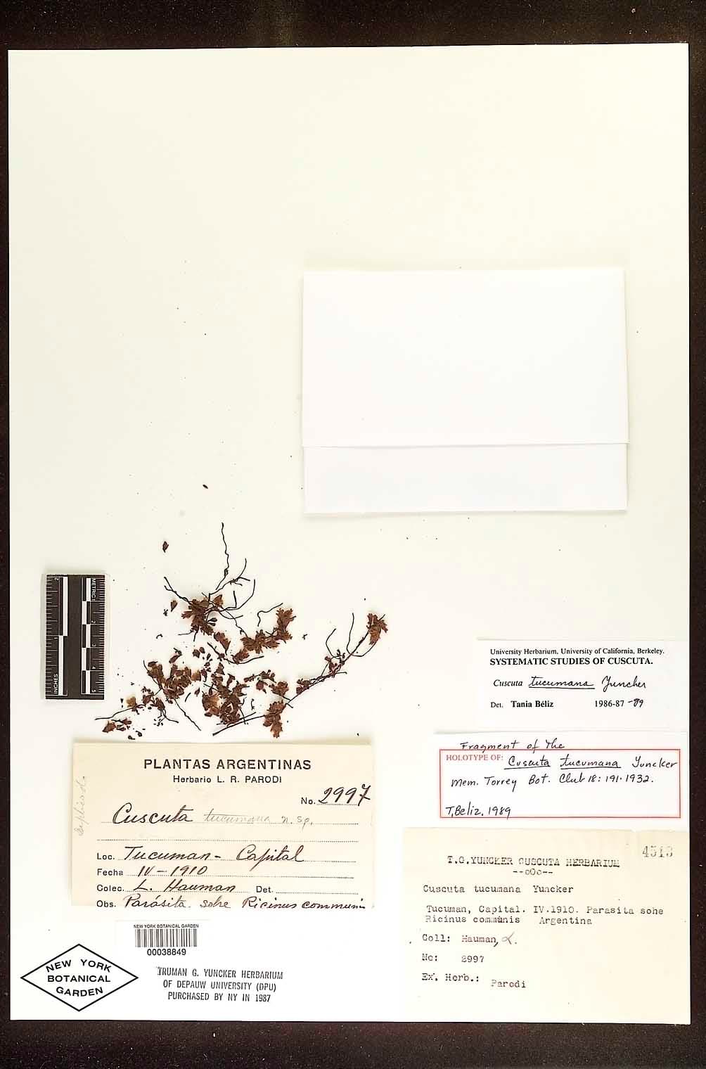 Cuscuta microstyla