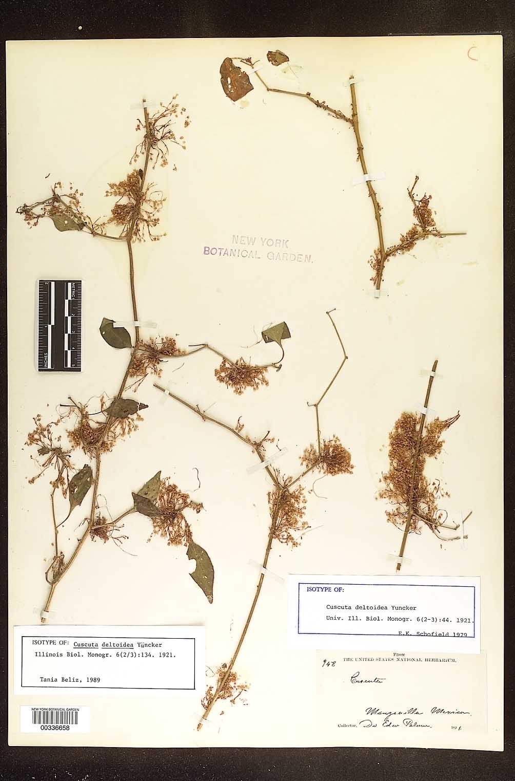 Cuscuta deltoidea