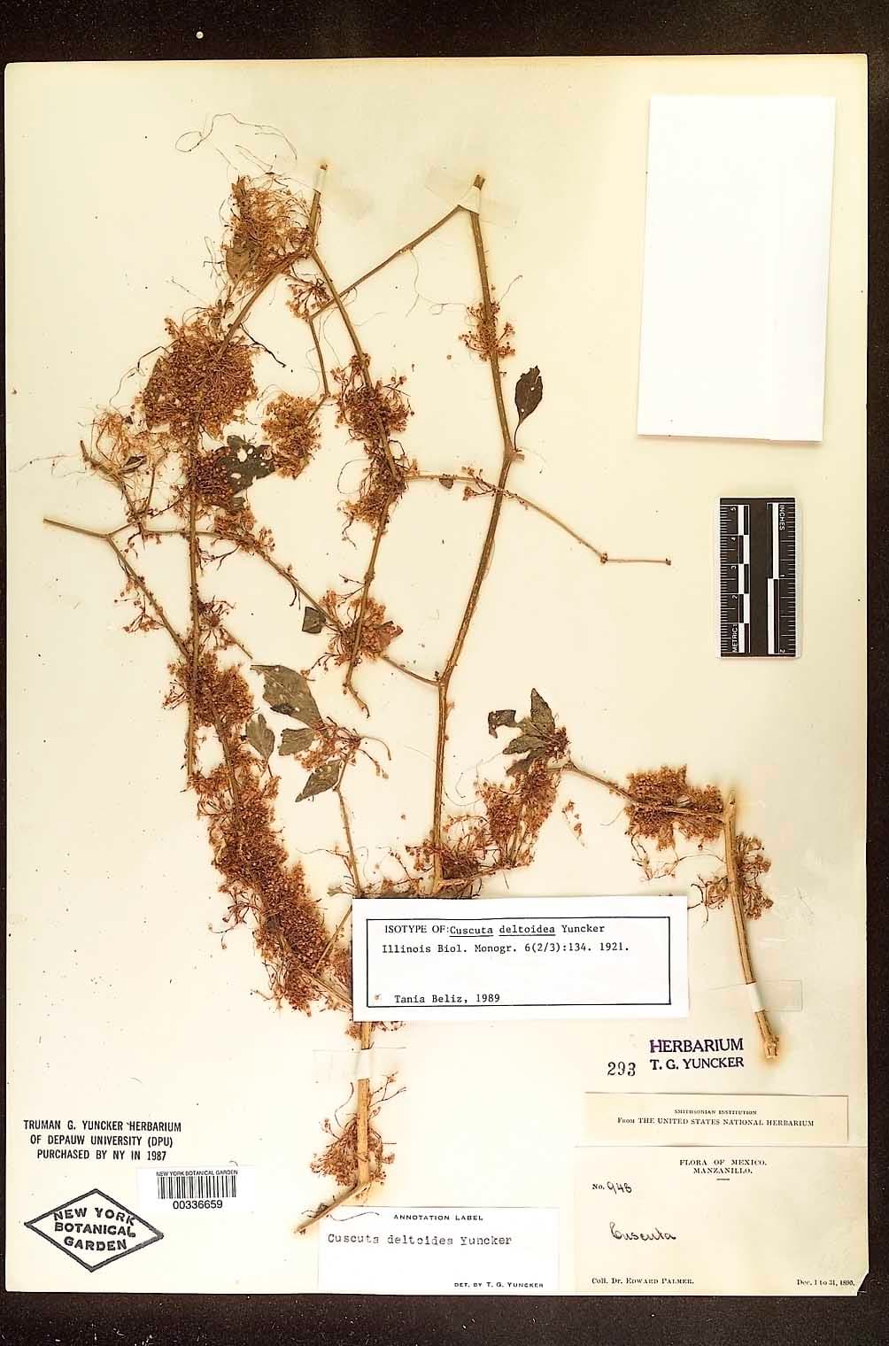 Cuscuta deltoidea