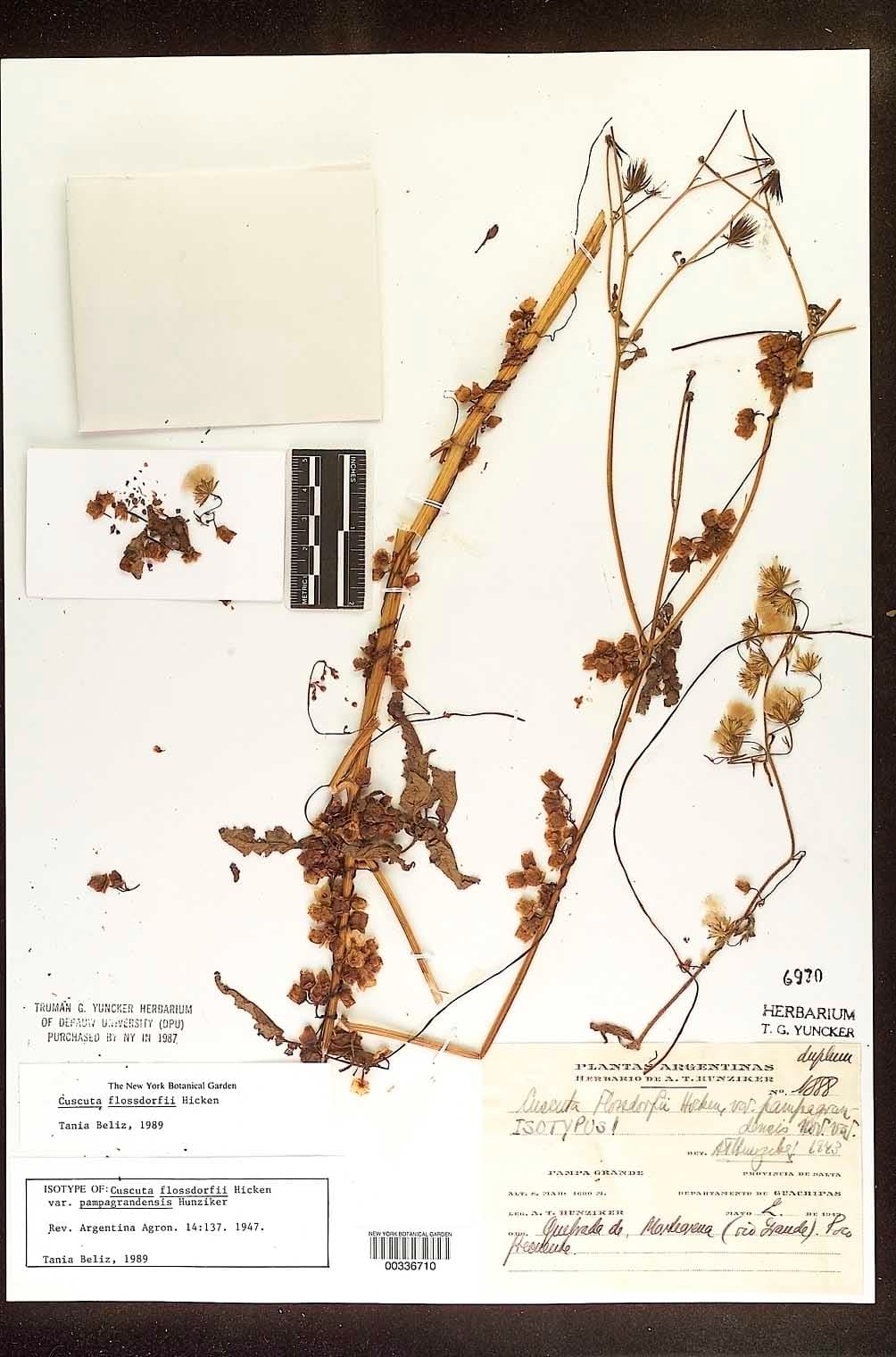 Cuscuta flossdorfii
