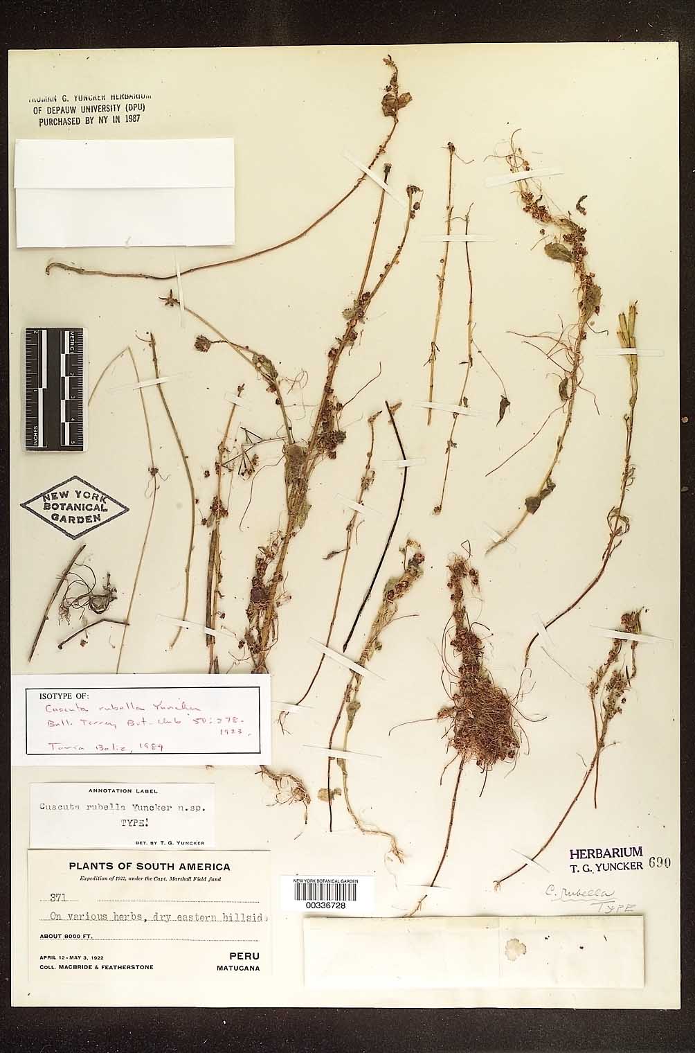 Cuscuta rubella