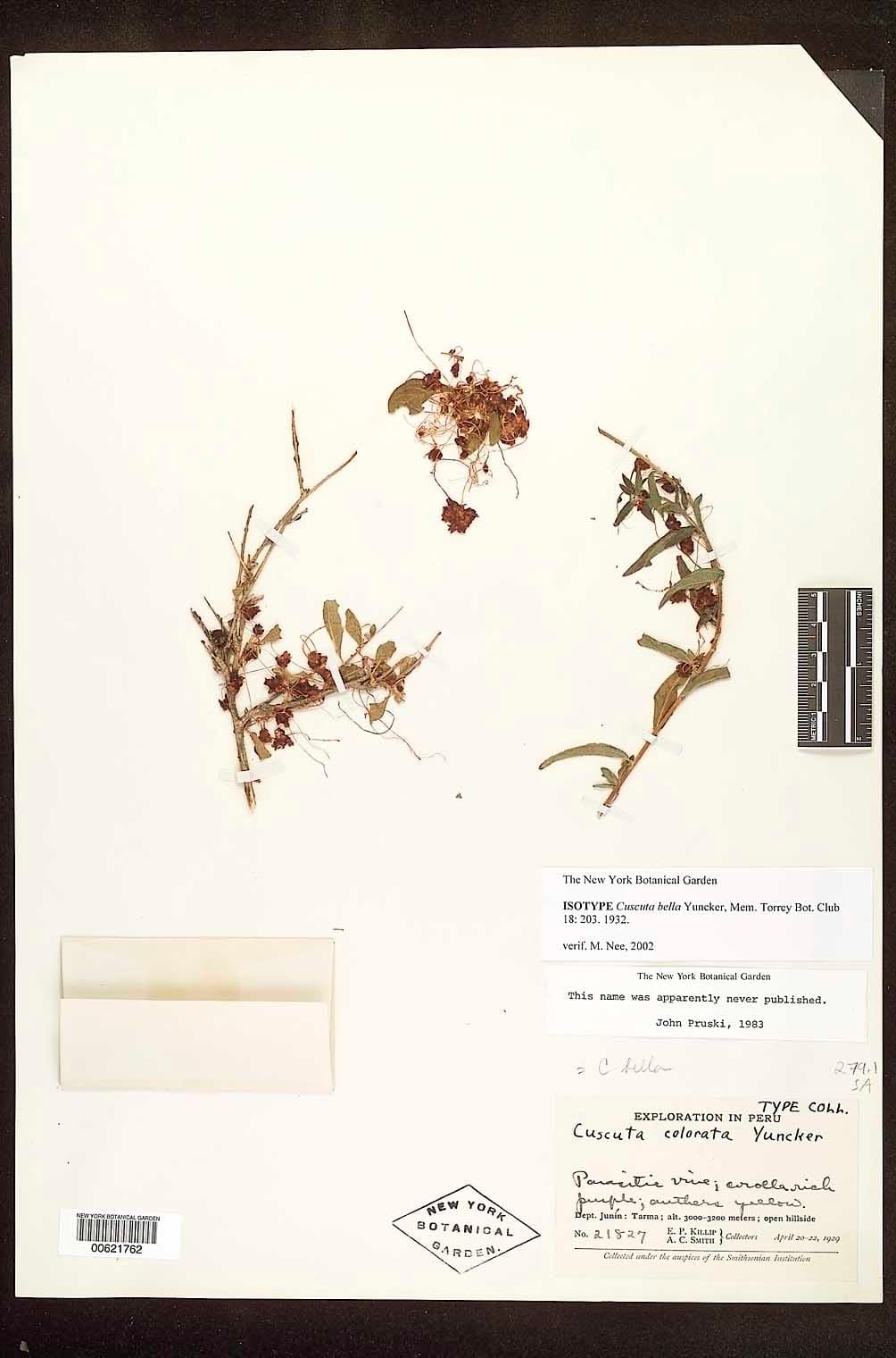 Cuscuta bella