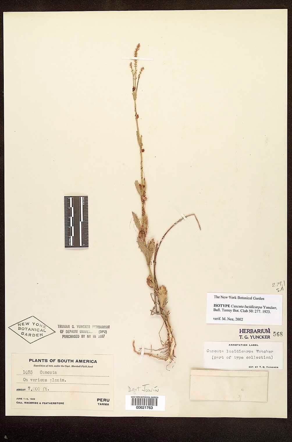 Cuscuta lucidicarpa