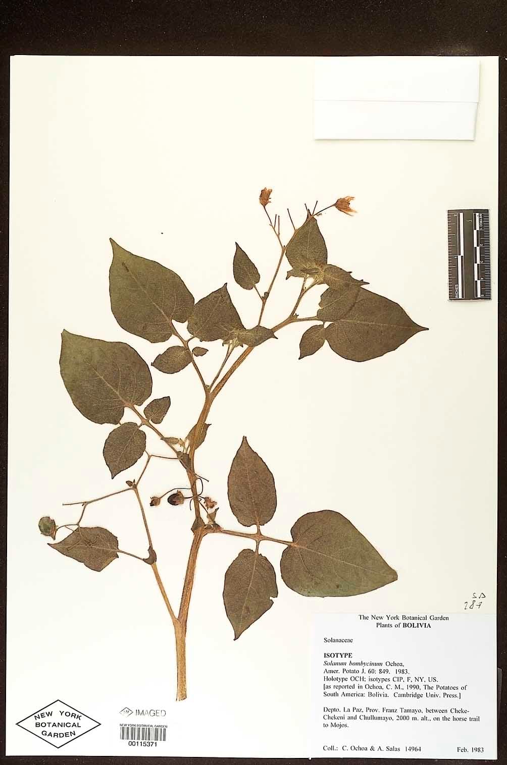 Solanum bombycinum
