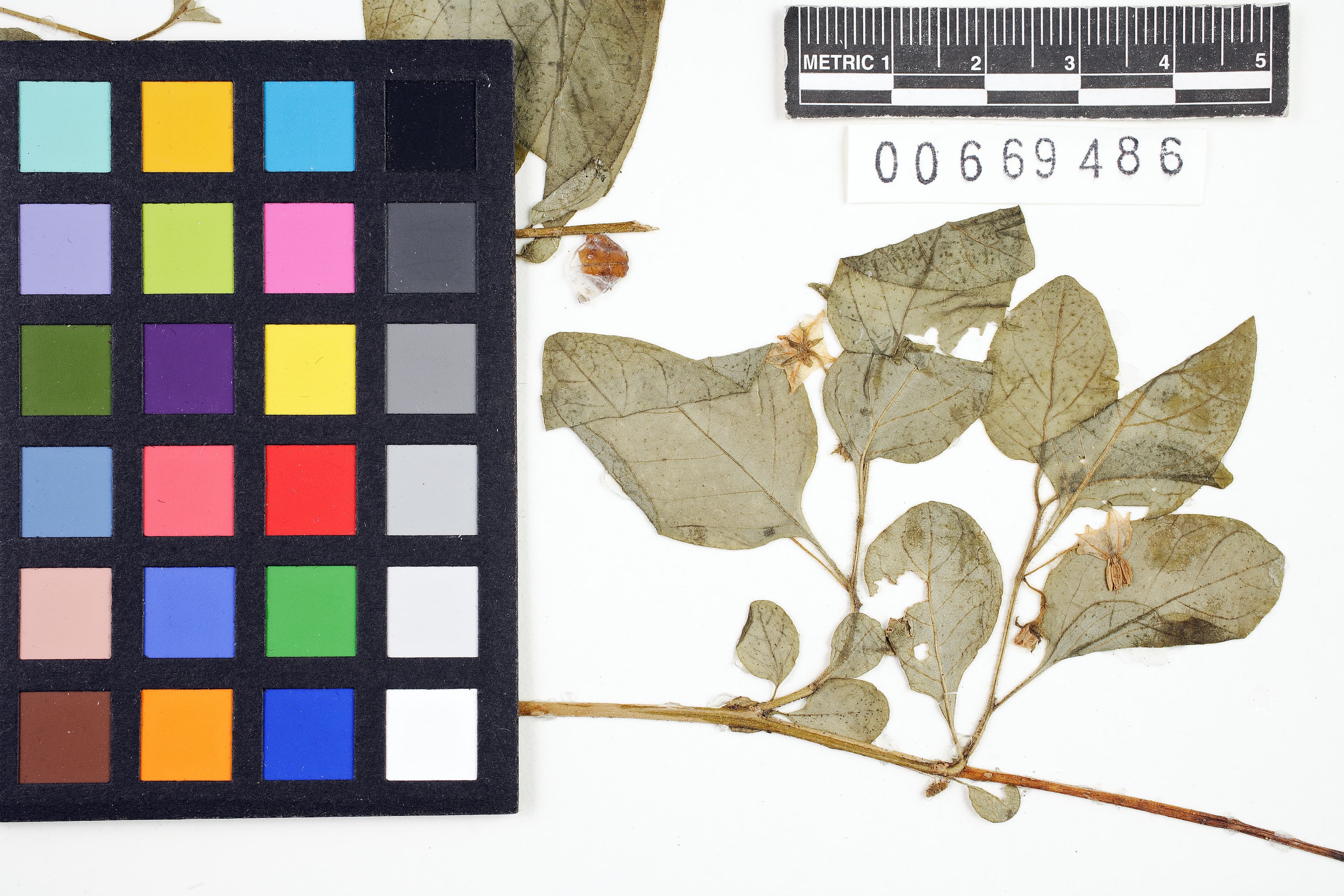 Solanum manabiense