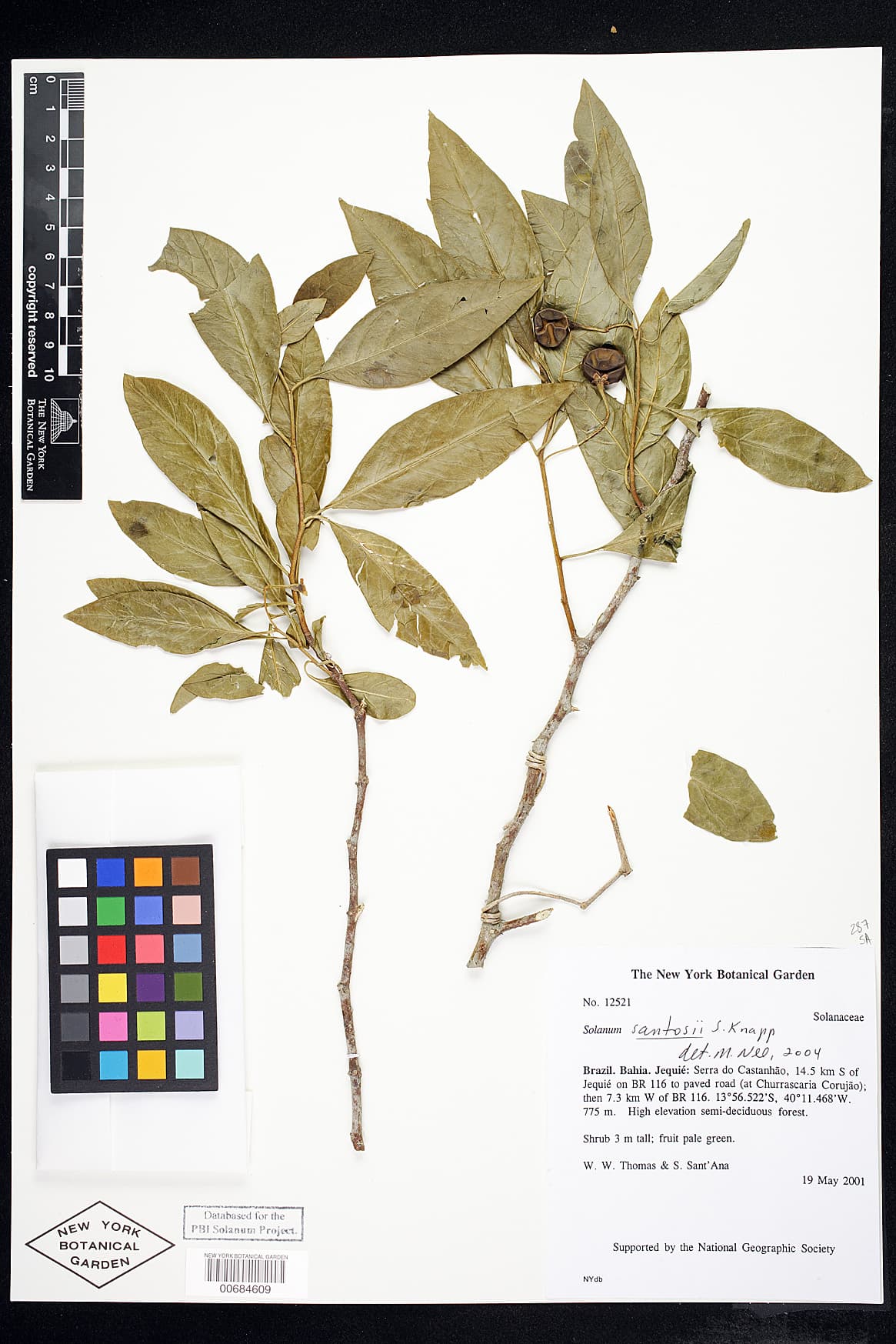 Solanum santosii