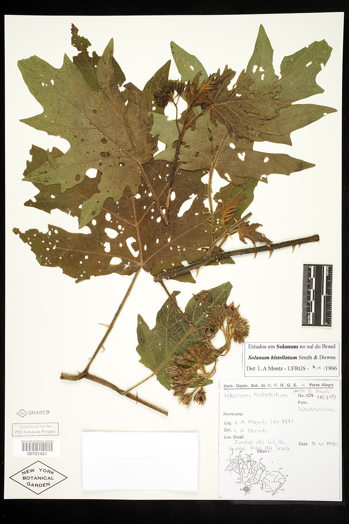 Solanum bistellatum