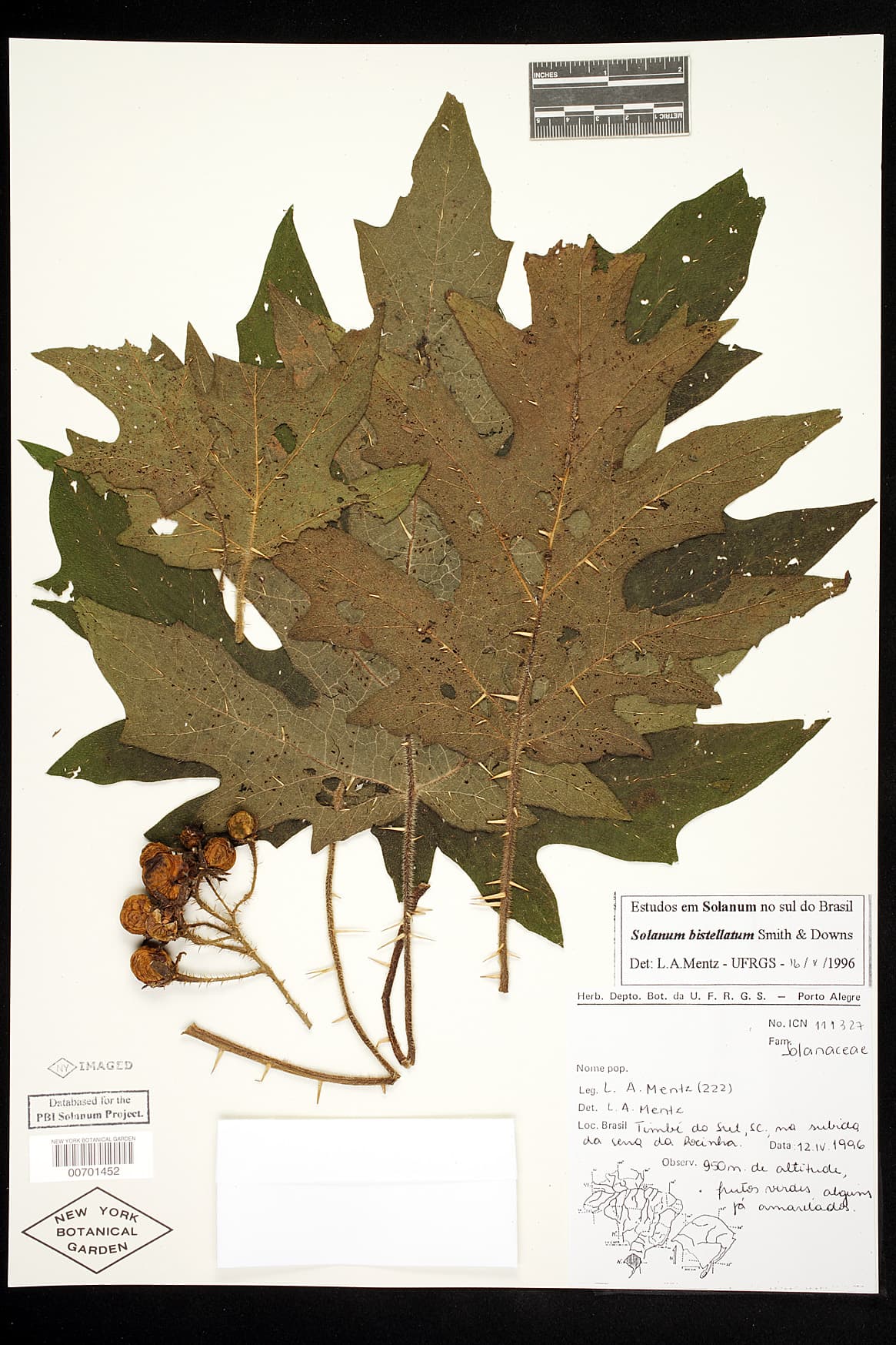 Solanum bistellatum